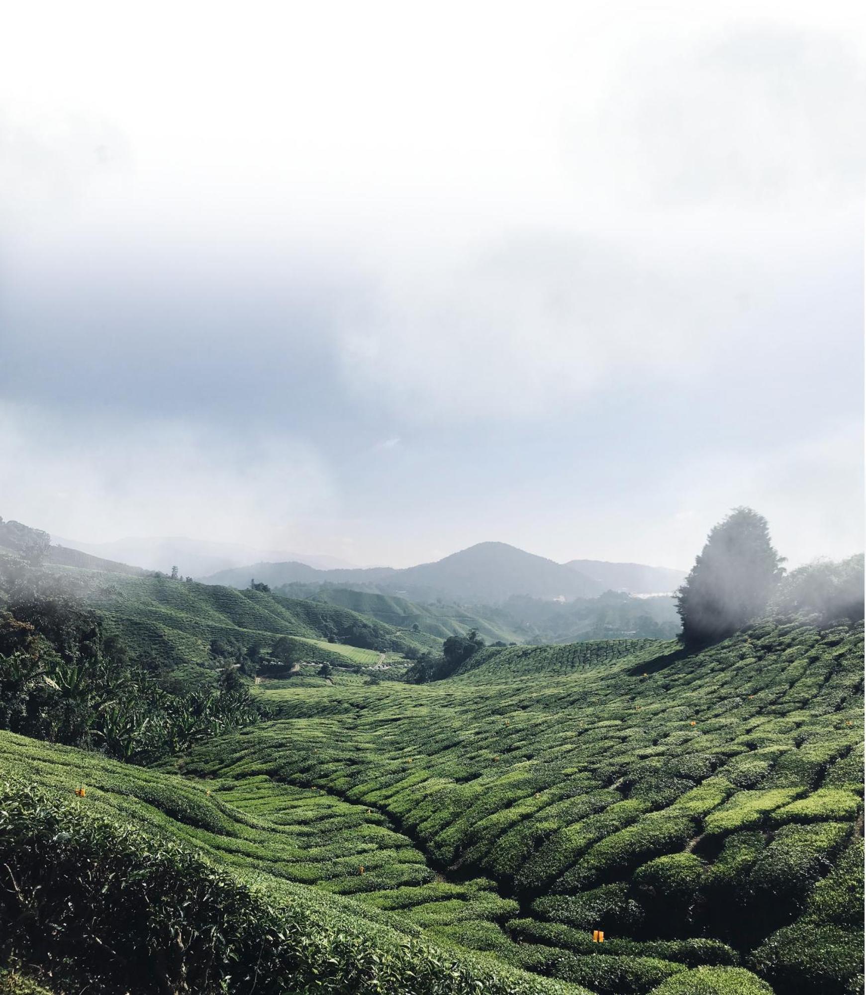 Springhill Resort Cameron Highlands Exterior foto